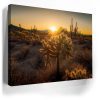Sparkling Spikes - Tucson, Arizona II Canvas - Image 4